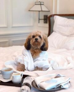 Hotel para mascotas / Photo via Pinterest