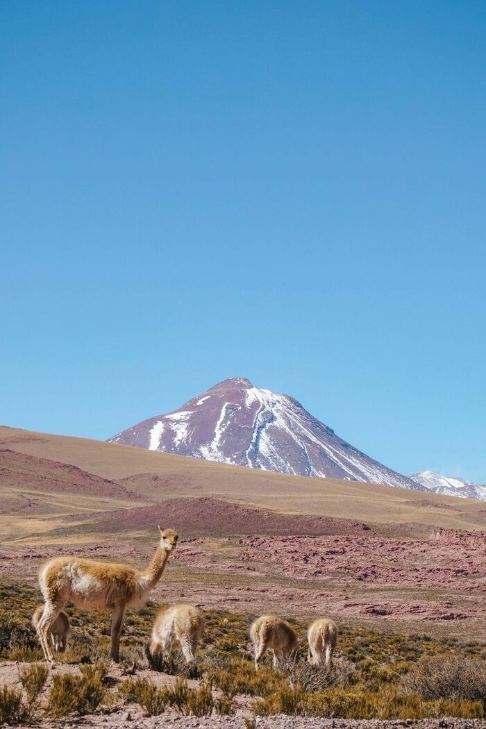 Bodas en desiertos del mundo / Foto vía Pinterest