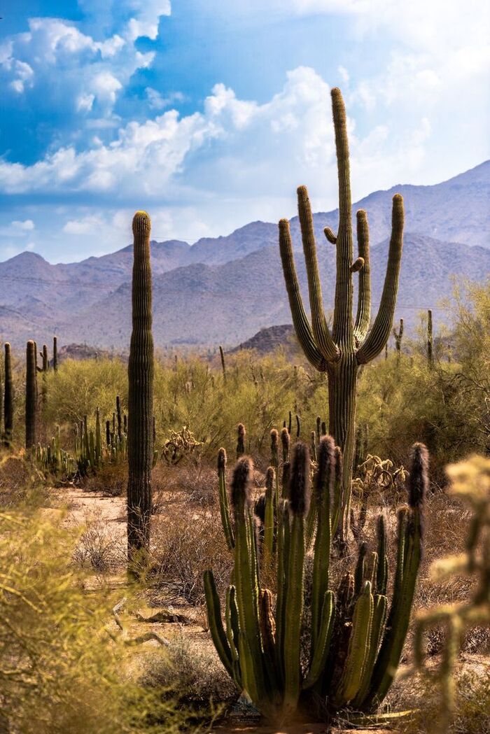 Bodas en desiertos del mundo / Foto vía Pinterest