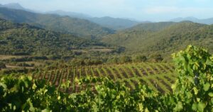 Domaine Comte Abbatucci Vineyard / Photo via La Revue du vin de France