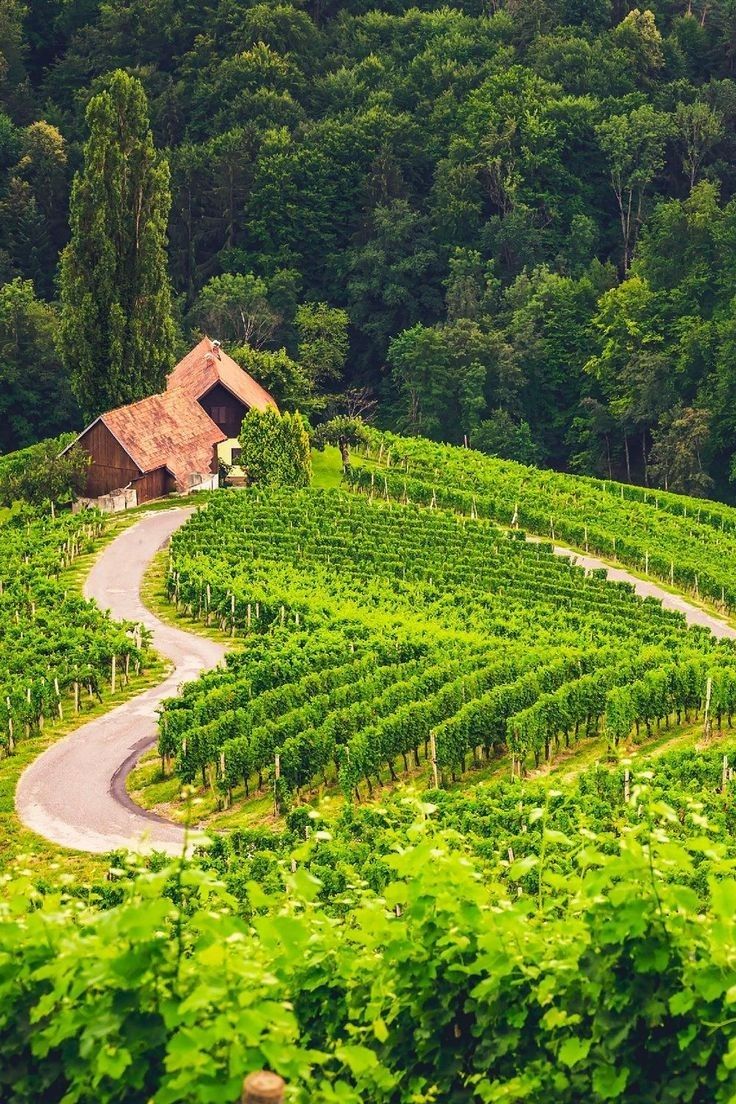 Wedding among European vineyards / Photo via Pinterest