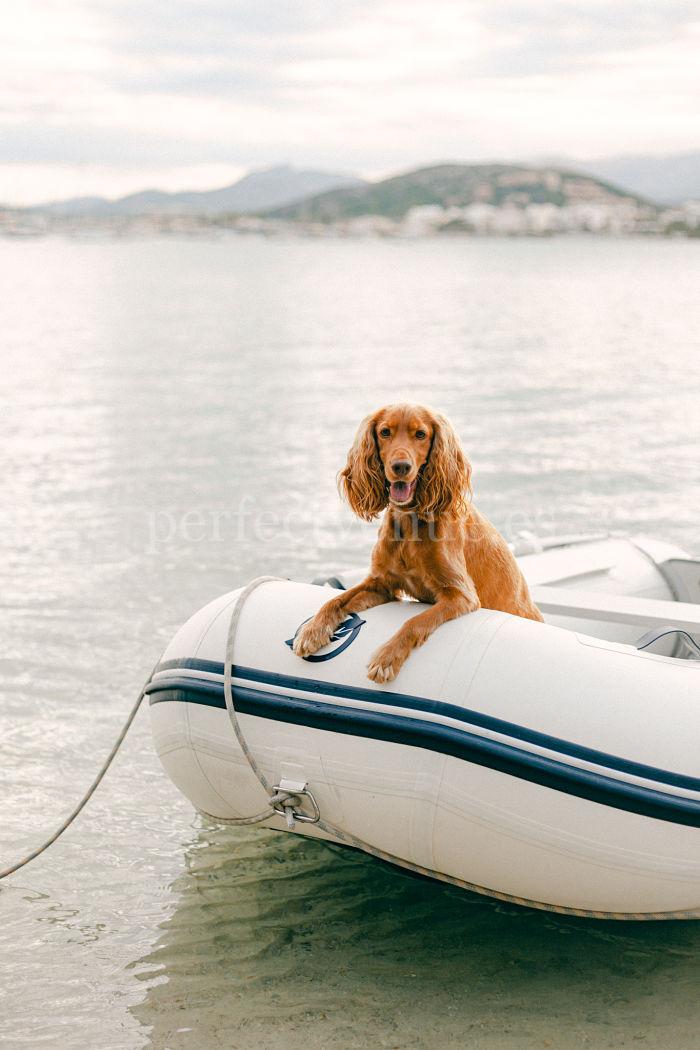 Mallorca con tu perro