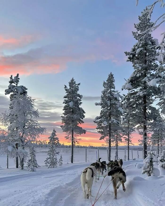 Marriage proposal in Rovaniemi with huskies / Photo via Pinterest