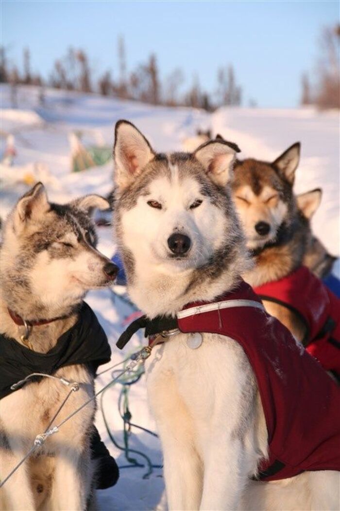 Предложение руки и сердца в Рованиеми / Фото через Pinterest Предложение руки и сердца в Рованиеми / Фото через Pinterest