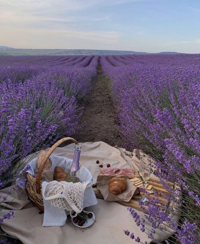 wedding in a lavender field 