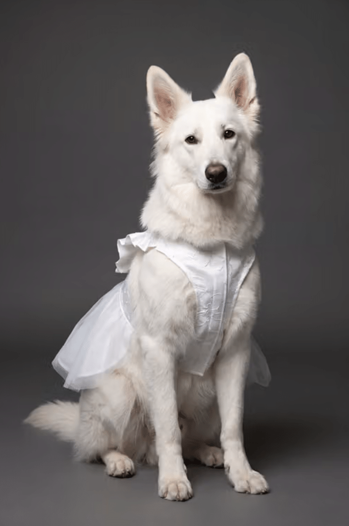 Vestidos de novia para perros / David's Bridal