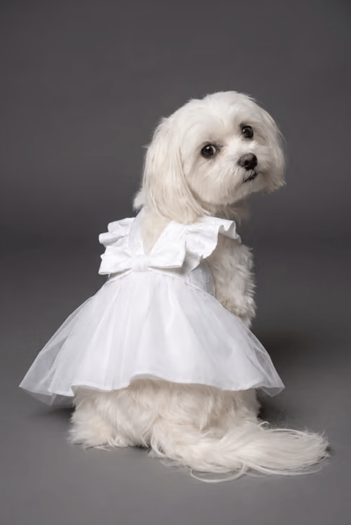 Vestidos de novia para perros / David's Bridal