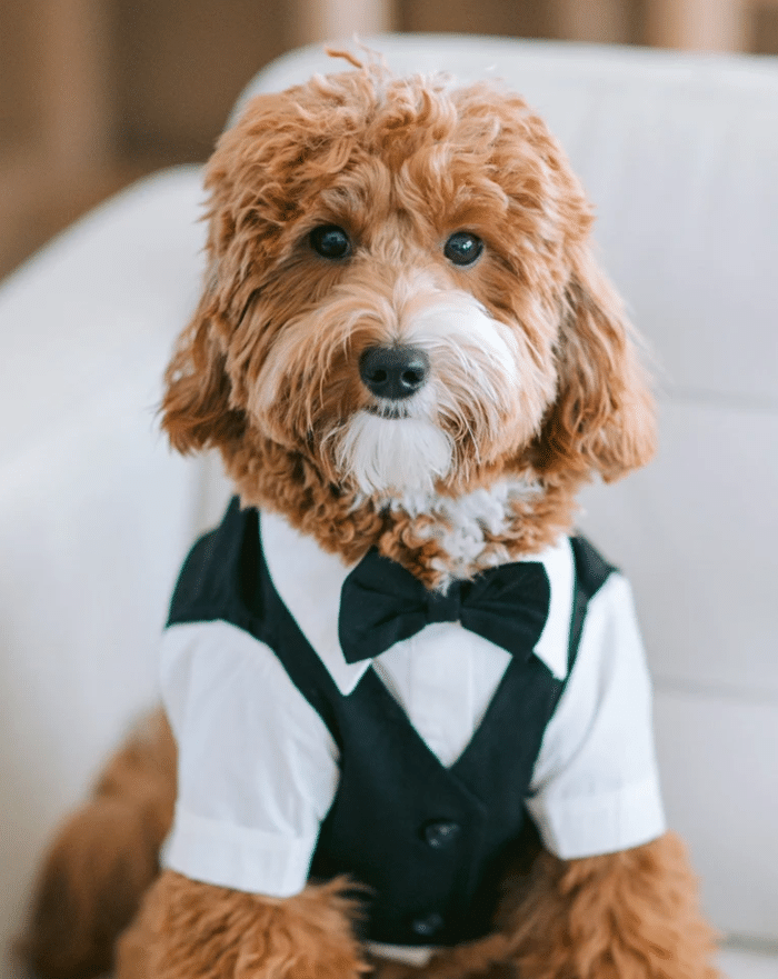 Vestidos de novia para perros / David's Bridal